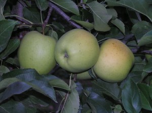 mela-al-giorno
